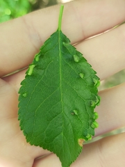 Eriophyes similis