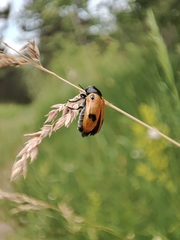Clytra quadripunctata