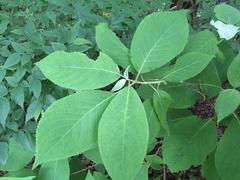 Magnoliopsida