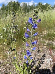 Echium vulgare