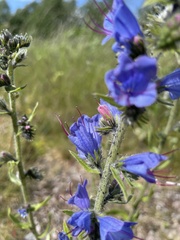Echium vulgare