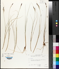 Carex livida