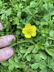 Potentilla reptans