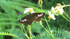 Seseria formosana