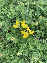 Lotus corniculatus