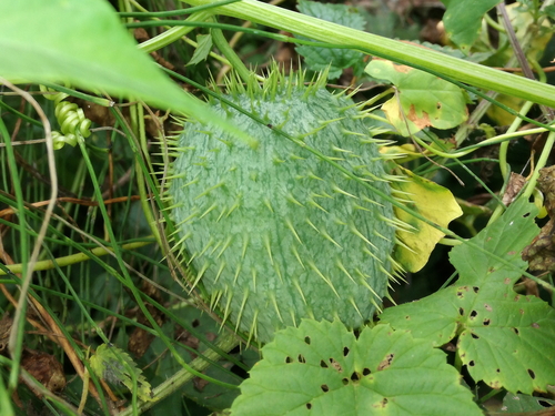 ježatec laločnatý (Echinocystis lobata)
