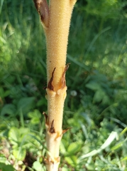 Orobanche elatior