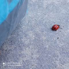 Coccinella septempunctata