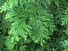Thujopsis dolabrata