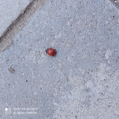 Coccinella septempunctata