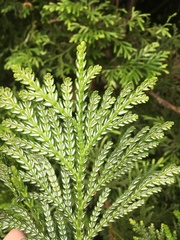 Thujopsis dolabrata