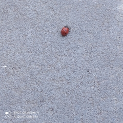 Coccinella septempunctata