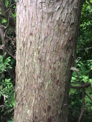 Thujopsis dolabrata