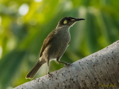 Meliphaga notata