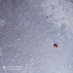 Coccinella septempunctata