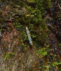 Paramarcius puncticeps