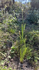 Sisyrinchium chilense