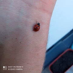 Coccinella septempunctata