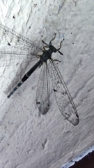 Distoleon tetragrammicus