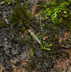 Paramarcius puncticeps