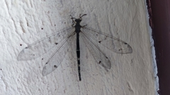 Distoleon tetragrammicus