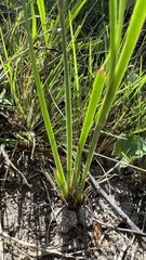 Sisyrinchium chilense