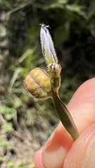 Sisyrinchium chilense