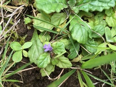 Ajuga decumbens