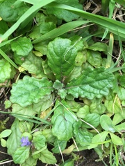 Ajuga decumbens