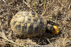 Testudo hermanni