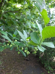 Euonymus europaeus
