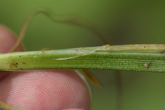 Carex conjuncta