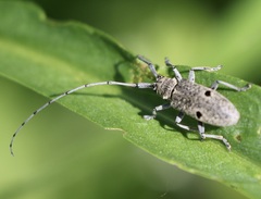 Microgoes oculatus