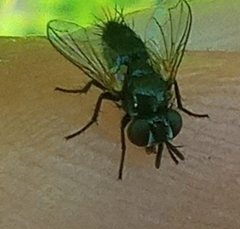 Atylomyia