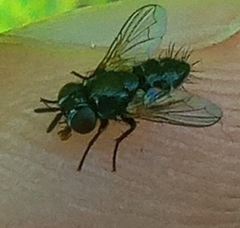 Atylomyia