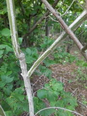Euonymus europaeus