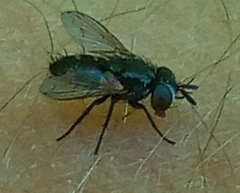 Atylomyia
