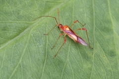 Ragwelellus rubrinus