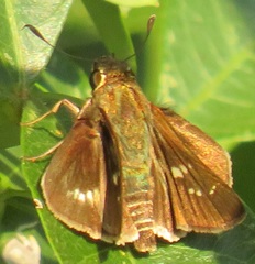 Platylesches moritili