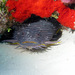 Splendid Toadfish - Photo (c) Mark Rosenstein, some rights reserved (CC BY-NC-SA)