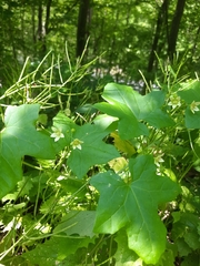 Bryonia cretica dioica