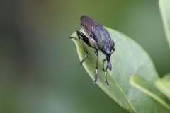 Idiella