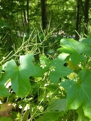 Bryonia cretica dioica