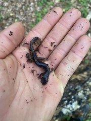 Plethodon montanus