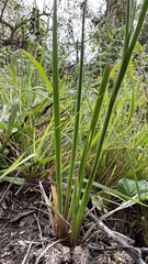 Sisyrinchium chilense