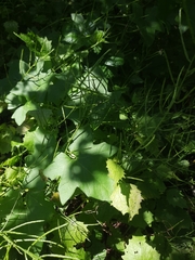 Bryonia cretica dioica