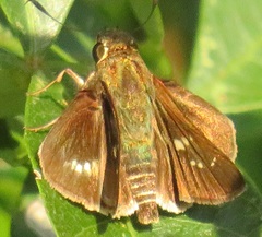 Platylesches moritili