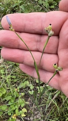 Sisyrinchium chilense
