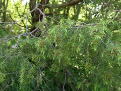 Juniperus deltoides