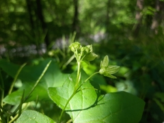 Bryonia cretica dioica
